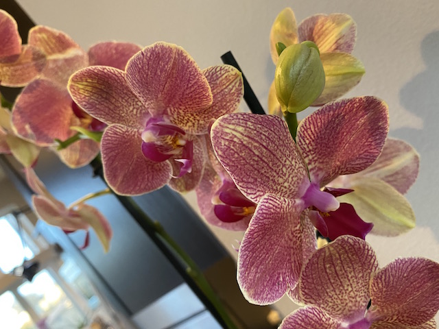 How Many Orchids?